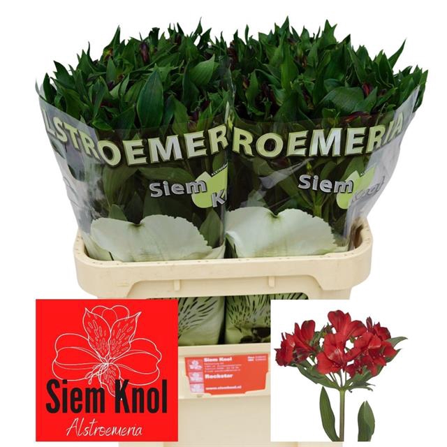 <h4>Alstroemeria rockstar</h4>