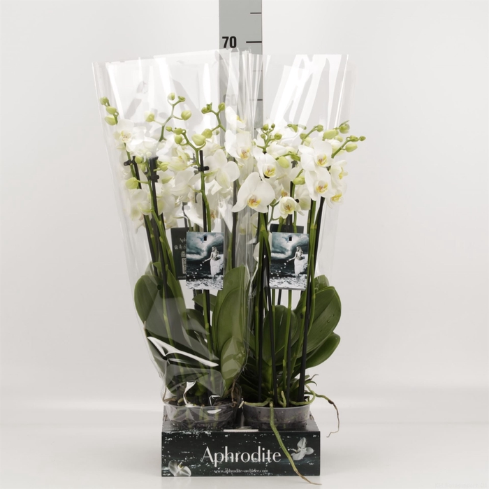 <h4>Phalaenopsis ...white</h4>