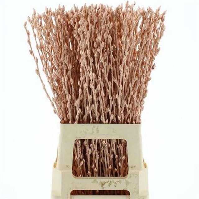 <h4>Salix paint pussy willow copper</h4>