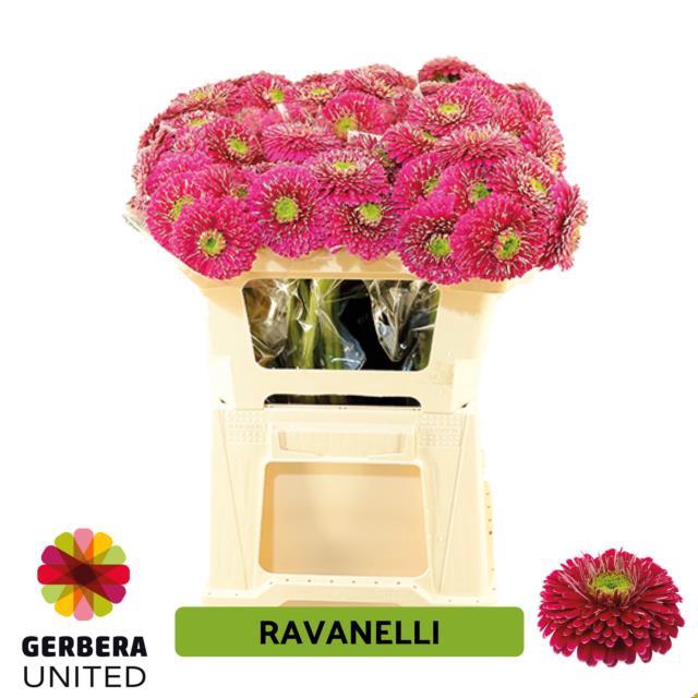 <h4>GE MB RAVANELLI</h4>