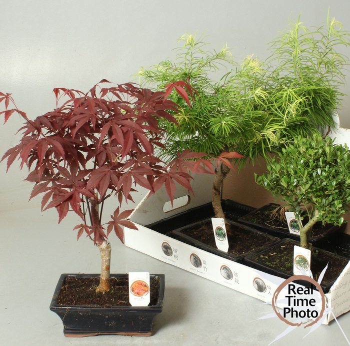 <h4>Bonsai Bonsai gemengd</h4>
