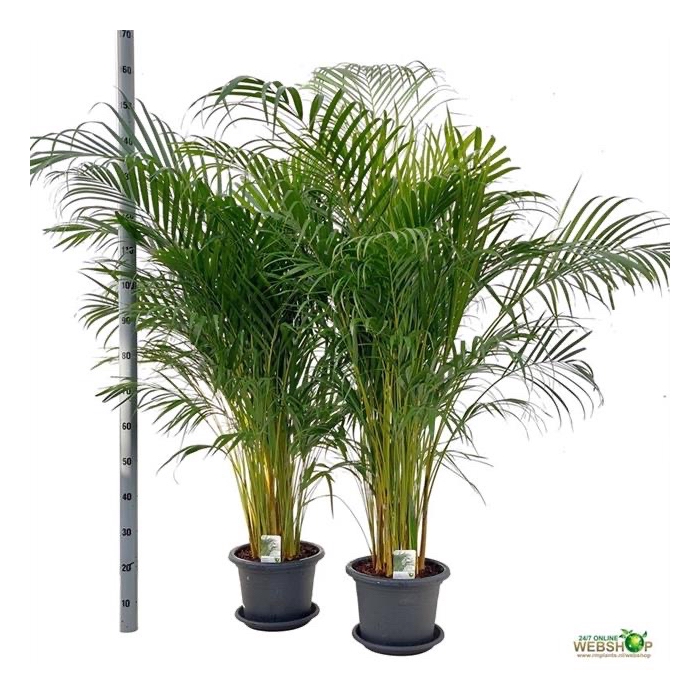 <h4>Areca lutescens 30Ø 150cm 20pp</h4>