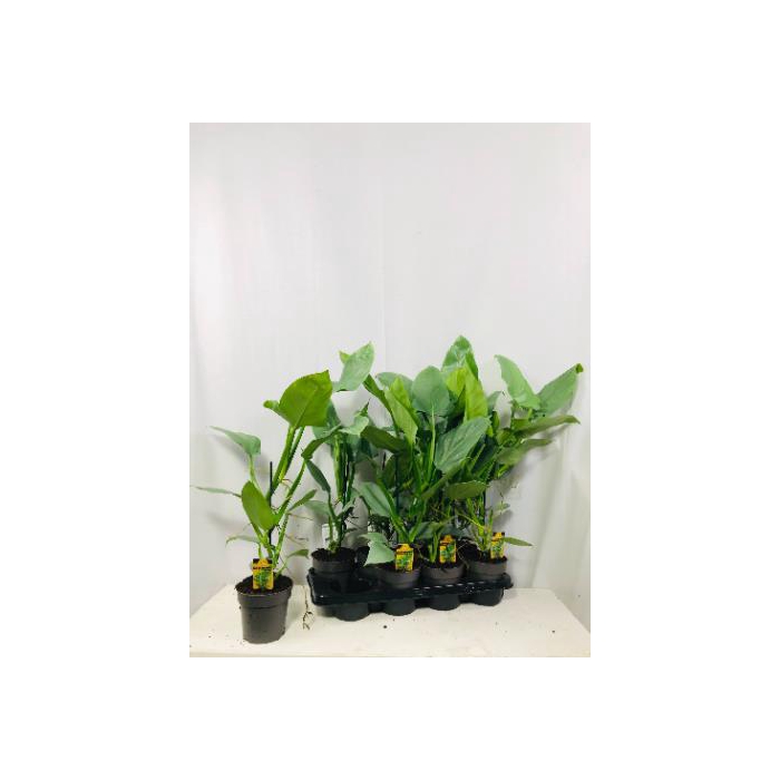 <h4>Philodendron Silver Queen 14Ø 45cm</h4>