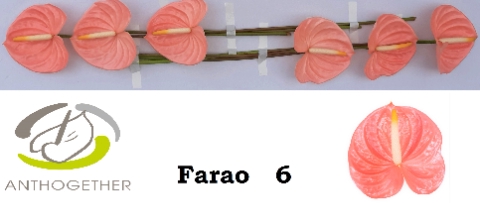 <h4>Anthurium farao</h4>