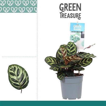 <h4>Calathea Makoyana</h4>
