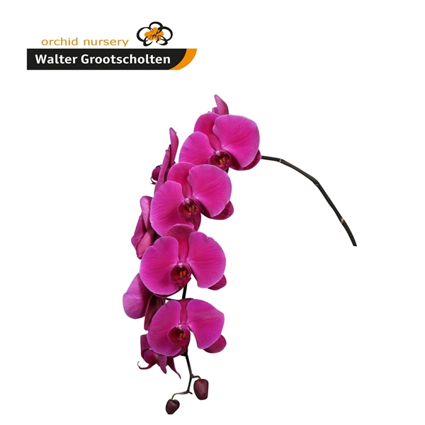 <h4>Phalaenopsis purple haze (per stem)</h4>