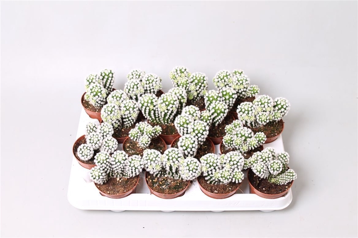 <h4>Cactus Ov</h4>