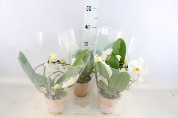 <h4>Phalaenopsis 'muse White'</h4>