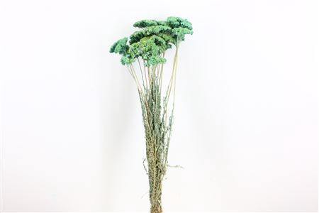 <h4>Dried Achillea Frosted Light Blue Bunch</h4>