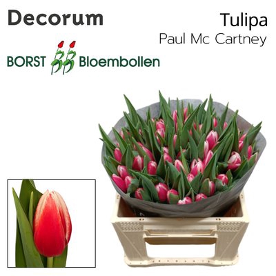 <h4>Tulipa si paul mccartney</h4>