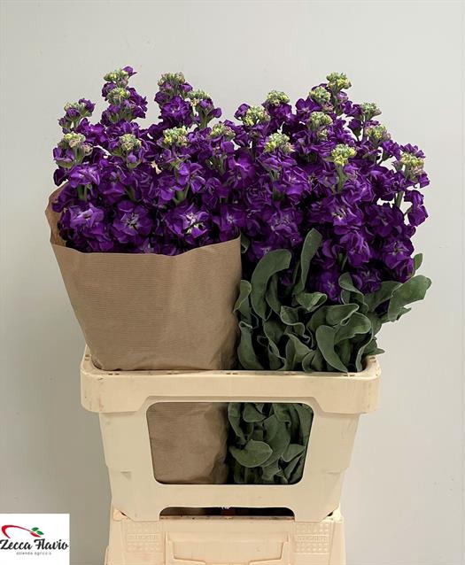 <h4>MATTH IRON PURPLE</h4>