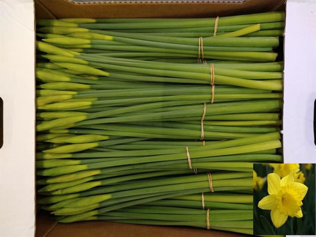 <h4>Narcissus dutch master (per bunch / no leaves)</h4>