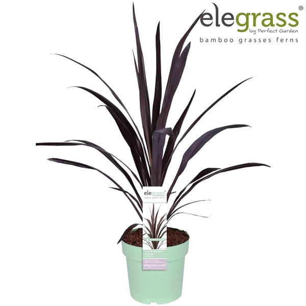 <h4>Cordyline 'Superstar' P23</h4>