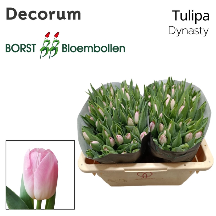 <h4>Tulipa si dynasty</h4>