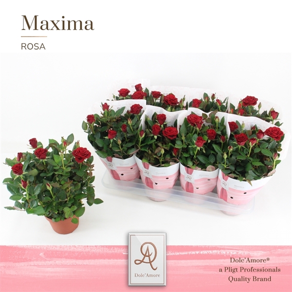 <h4>Potroos Rood P14 Maxima Dolc'Amore®</h4>