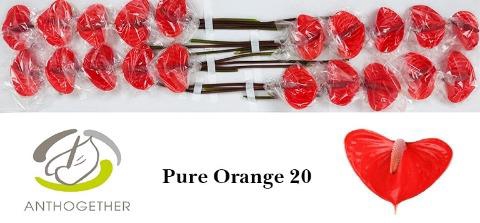 <h4>Anthurium love pure orange</h4>