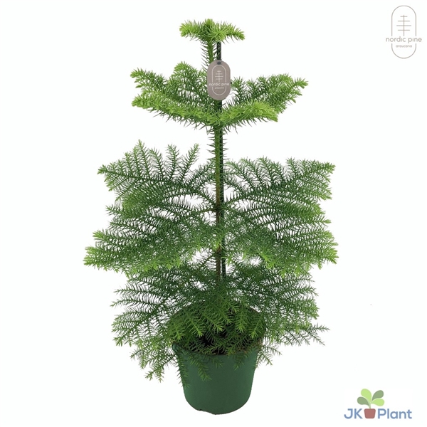 <h4>Nordic Pine</h4>