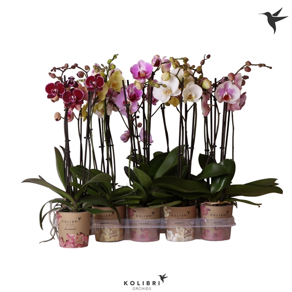 <h4>Kolibri Orchids Phalaenopsis mix 2spike 14+ 50cm</h4>