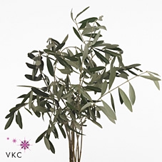 <h4>Leaf olive per bunch</h4>
