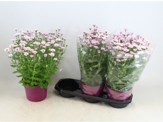 <h4>CHRYS BOUQUET PINK</h4>