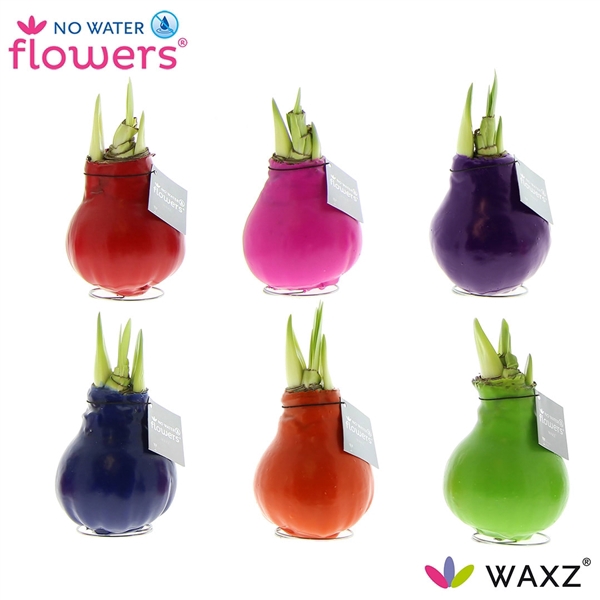 <h4>No Water Flowers Waxz® Happy Mix</h4>