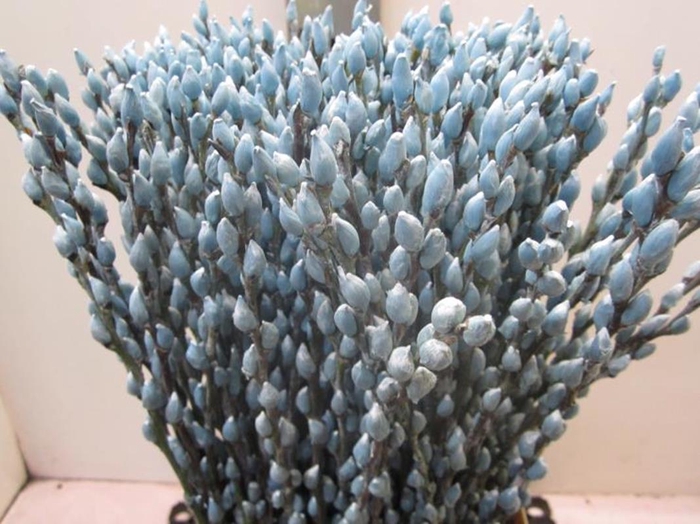 <h4>Salix Katje Licht Blauw L70</h4>