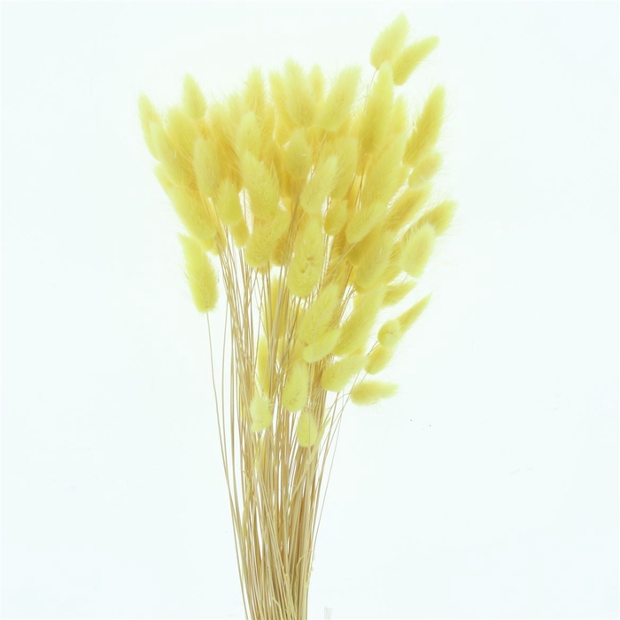 <h4>Dried Lagurus Bleached Light Yellow Bs</h4>