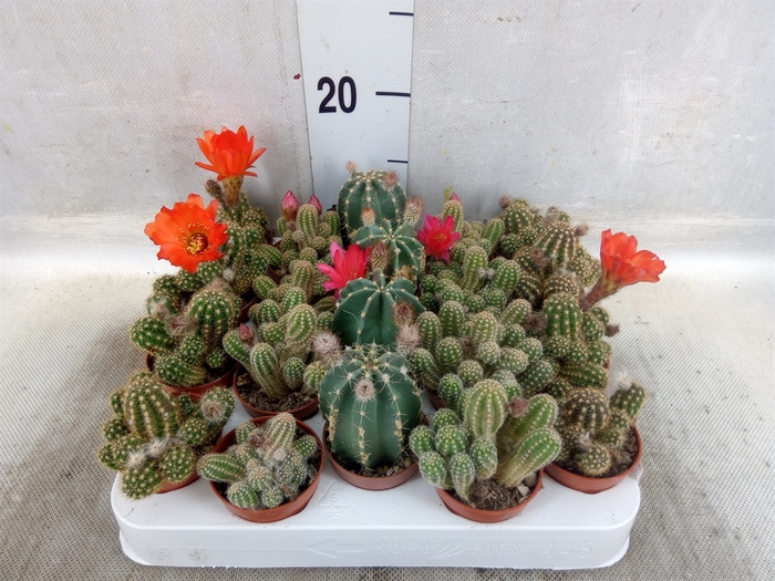 <h4>Cactus ...flowering Mix</h4>