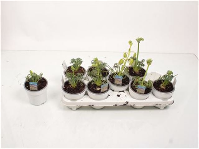 <h4>ALBUCA  FRIZ SIZZLE</h4>