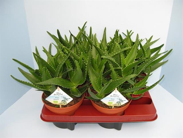 <h4>Aloe Delaetii</h4>
