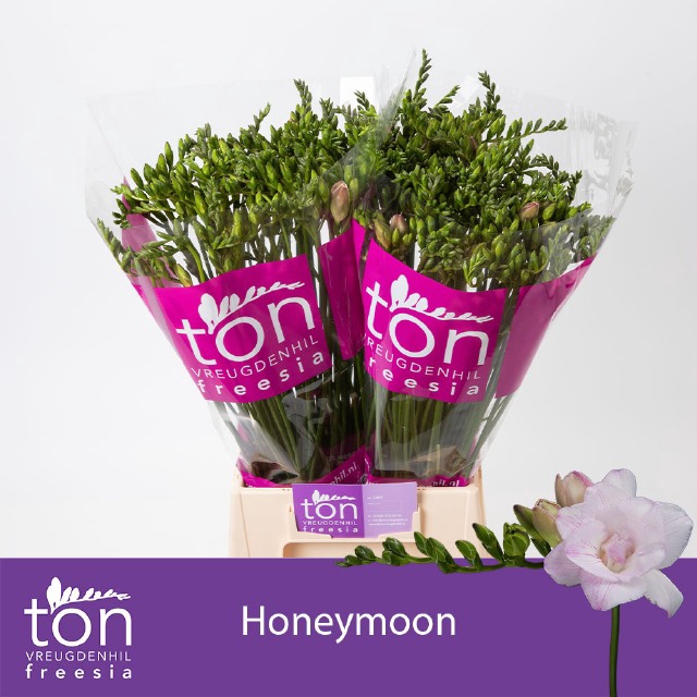 <h4>FR DU HONEYMOON</h4>