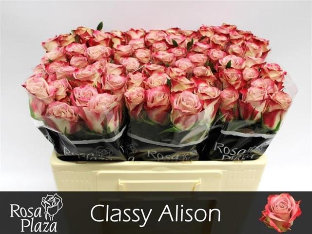<h4>Rosa la classy alison</h4>