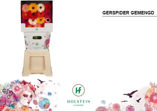 <h4>Gerbera diamond gerspider mix</h4>