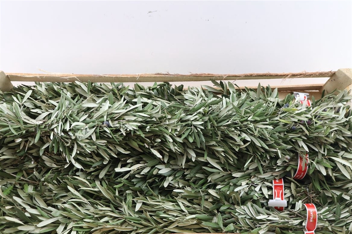 <h4>Wr Krans Guirlande Olijf 80cm</h4>