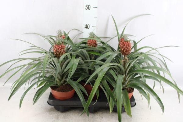 <h4>Ananas   ...</h4>