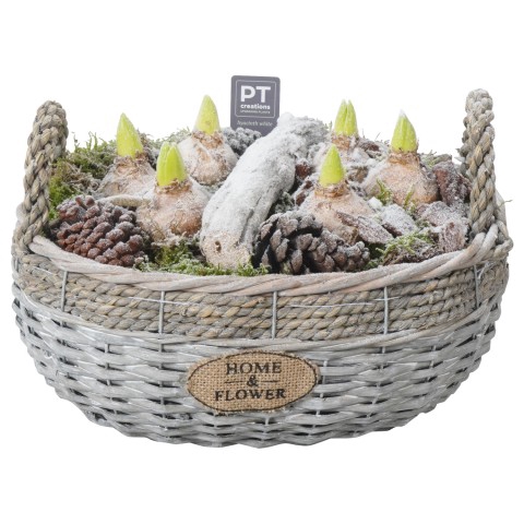 <h4>PTWH4540 Arrangementen Hyacinthus</h4>
