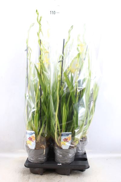 <h4>Cymbidium   ...</h4>