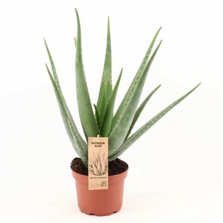 <h4>Aloe Vera</h4>