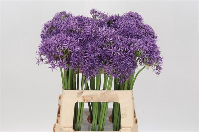 <h4>Allium violet beauty</h4>