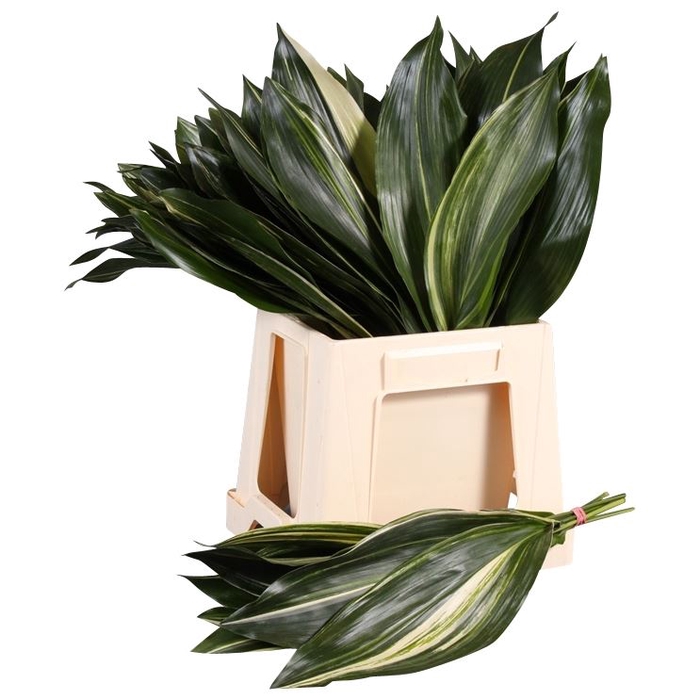 <h4>Aspidistra Variegata AIR</h4>
