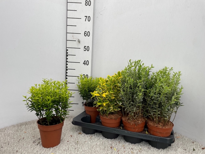 <h4>EUONYMUS JAP GEM</h4>