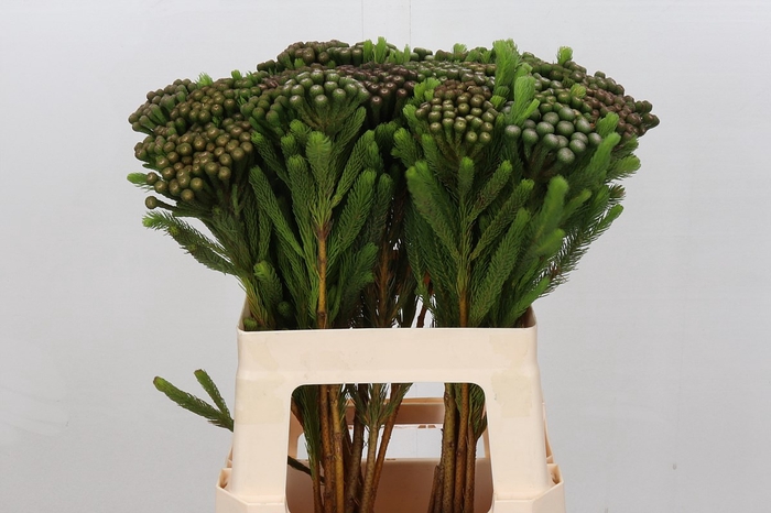 <h4>Cape green albiflora</h4>