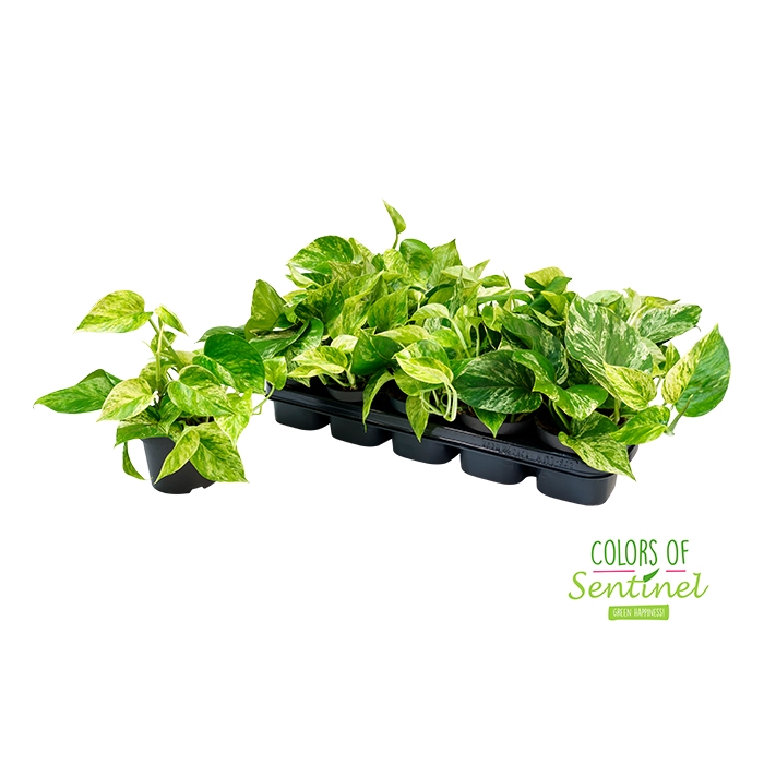 <h4>Epipremnum Marble Queen 12Ø 15cm</h4>