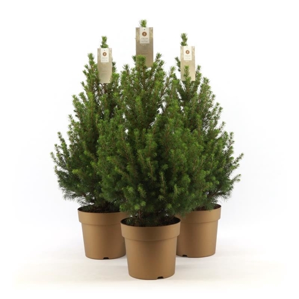 <h4>Picea gl. 'December'® P19 50/60 in Pot Gold</h4>