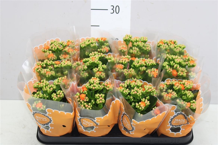 <h4>Kalanchoe Calandiva Oranje</h4>
