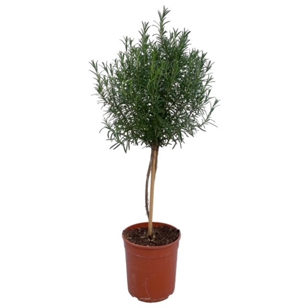 <h4>Rosmarinus officinalis "OP STAM"</h4>