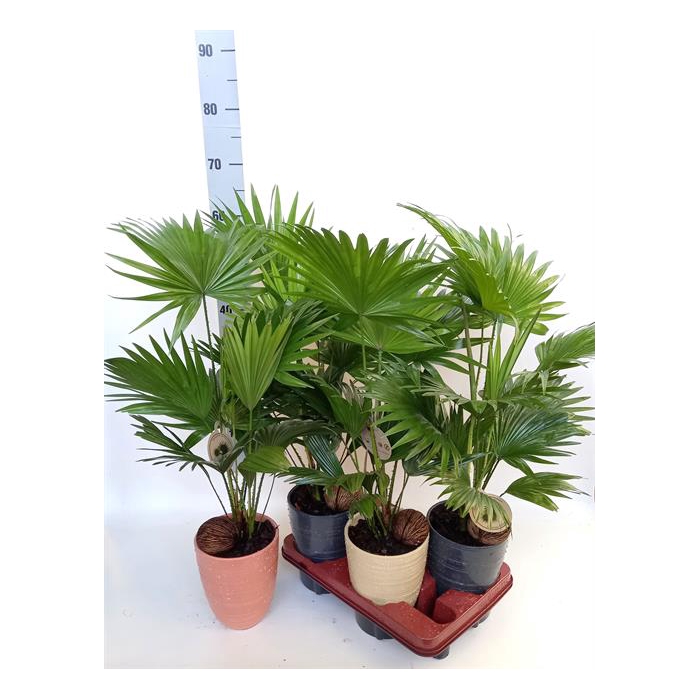 <h4>Livistona rotundifolia 14Ø 55cm 2pp</h4>