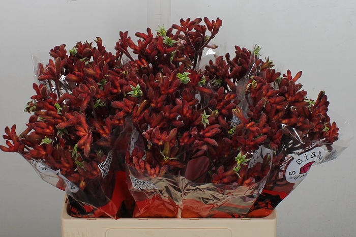 <h4>Anigoz Early Spring 60cm</h4>