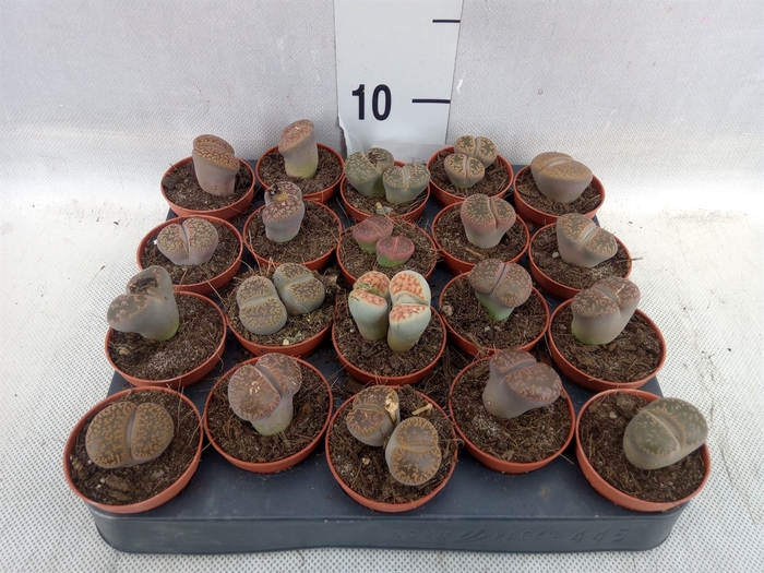 <h4>Lithops spp.</h4>