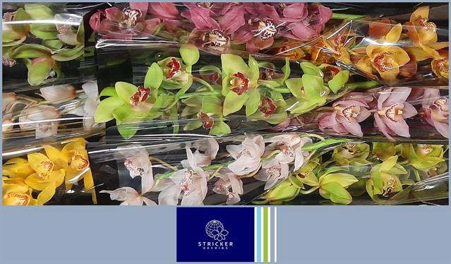 <h4>Cymbidium. mix</h4>